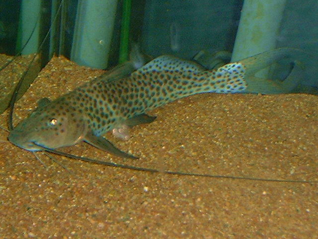 Aguarunichthys torosus