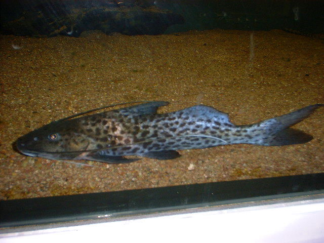 Aguarunichthys torosus