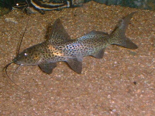 Aguarunichthys torosus