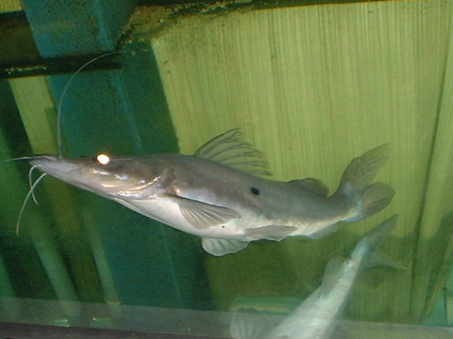 Hemisorubim platyrhynchos