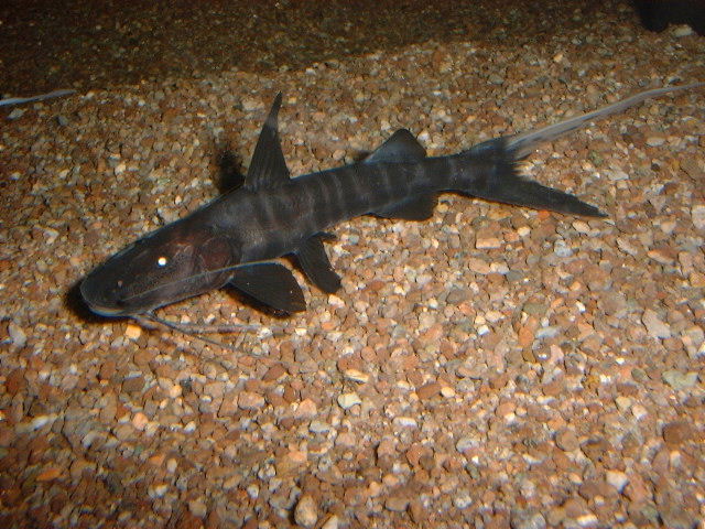 Brachyplatystoma juruense