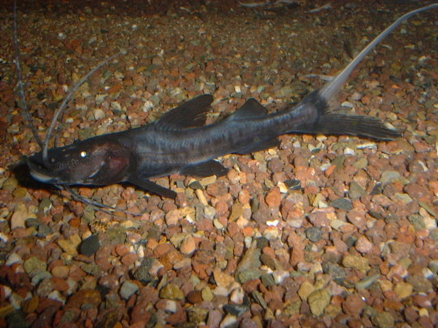 Brachyplatystoma juruense