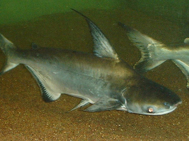 Pangasius sanitwongsei