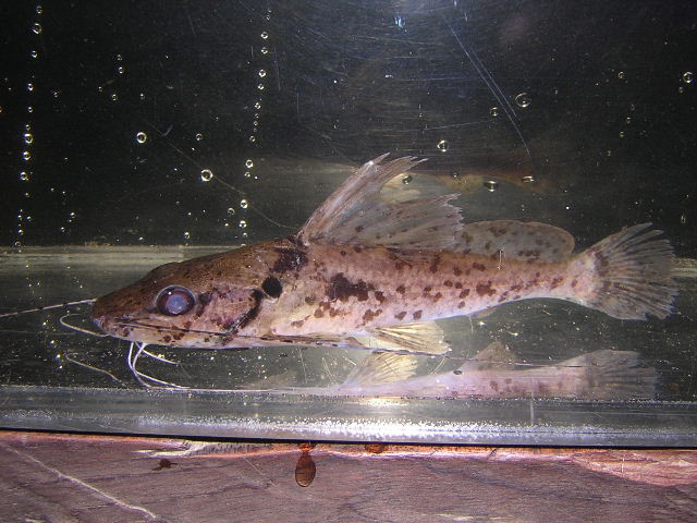 Pseudopimelodus raninus