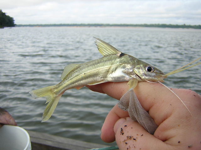 Pimelodus sp. Orinoco