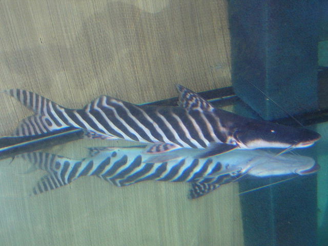 Merodontotus tigrinus