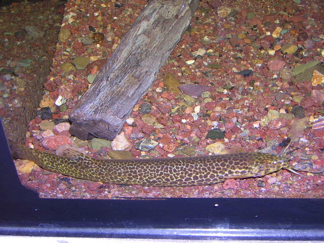 Eremophilus candidus 