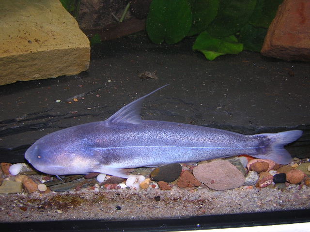 Cetopsis sp. Peru