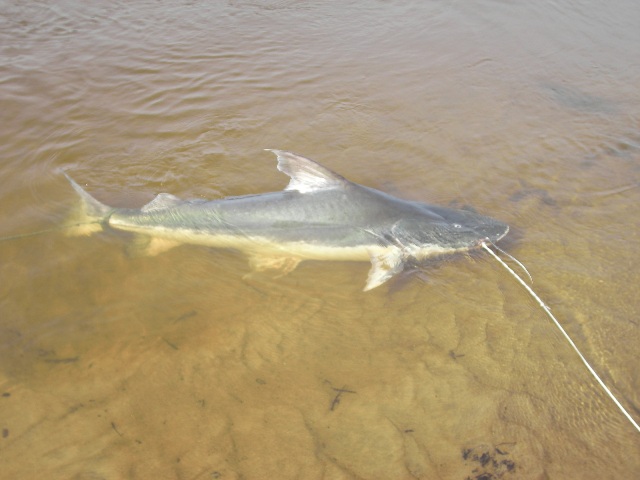 Brachyplatistoma cf. filamentosum