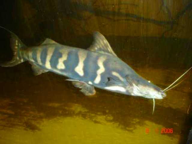 Brachyplatystoma sp. Flash Zebra