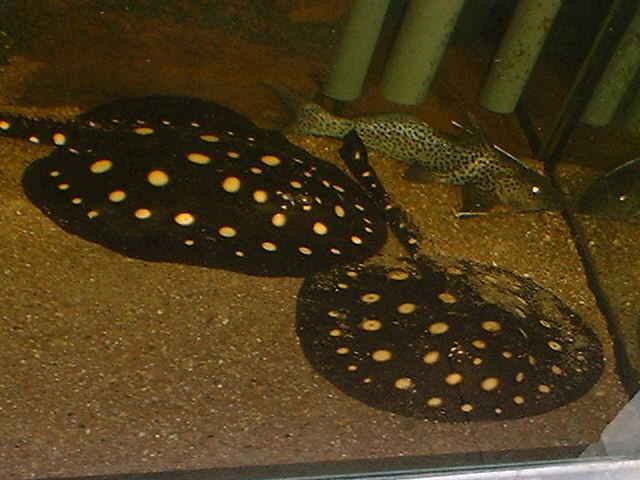 Potamotrygon leopoldi