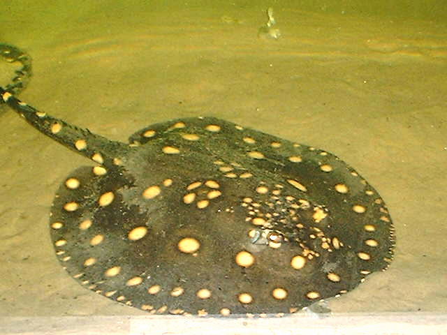 Potamotrygon henlei