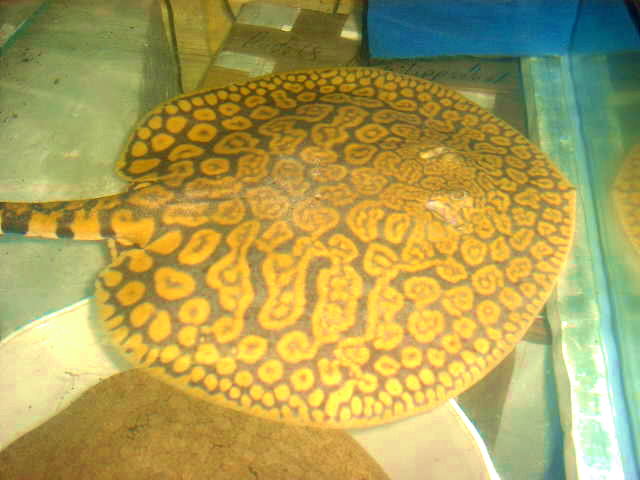 Potamotrygon cf. menchacai