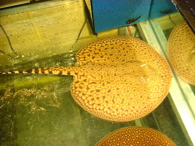 Potamotrygon menchacai