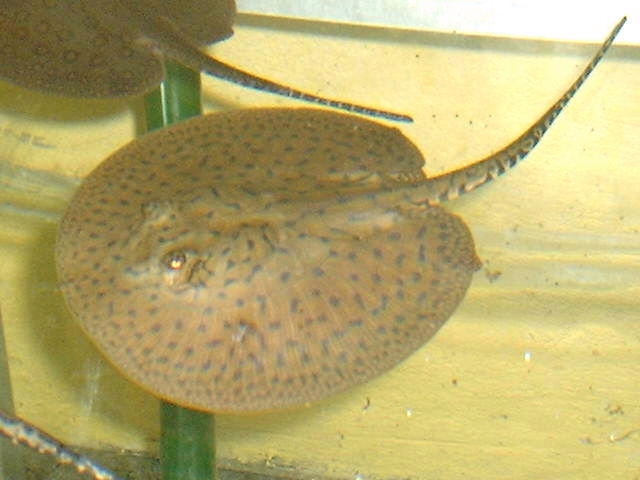 Potamotrygon cf. yepezi