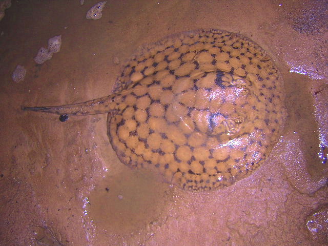 Potamotrygon orbignyi Ventuari