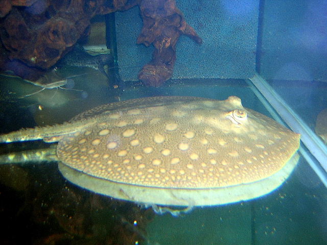 Potamotrygon scobina