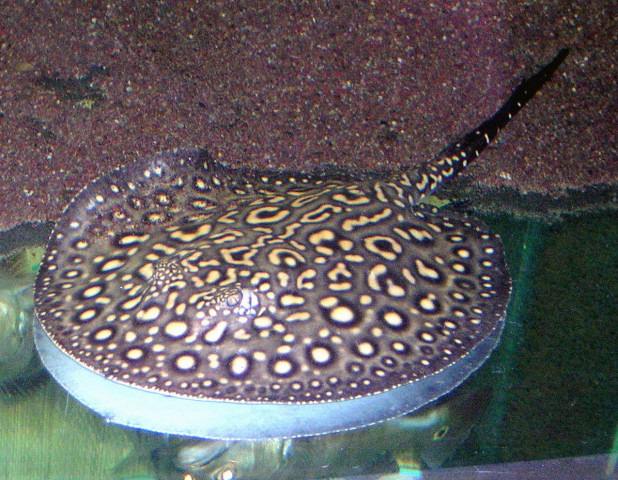 Potamotrygon leopoldi x Potamotrygon sp. Pearl-ray