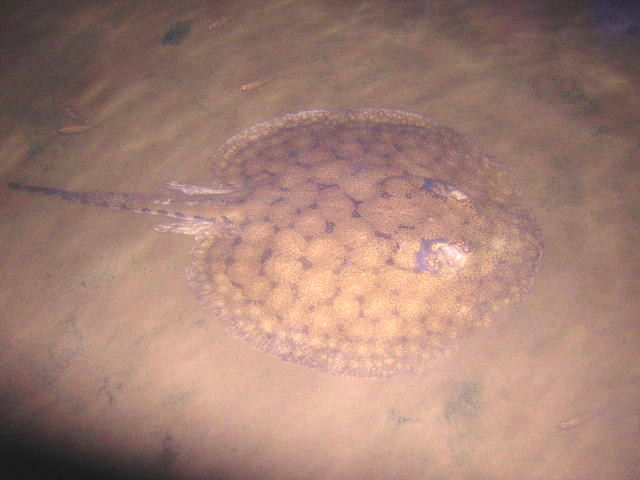 Potamotrygon orbignyi