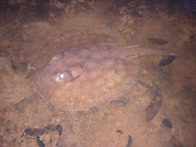 Potamotrygon orbignyi