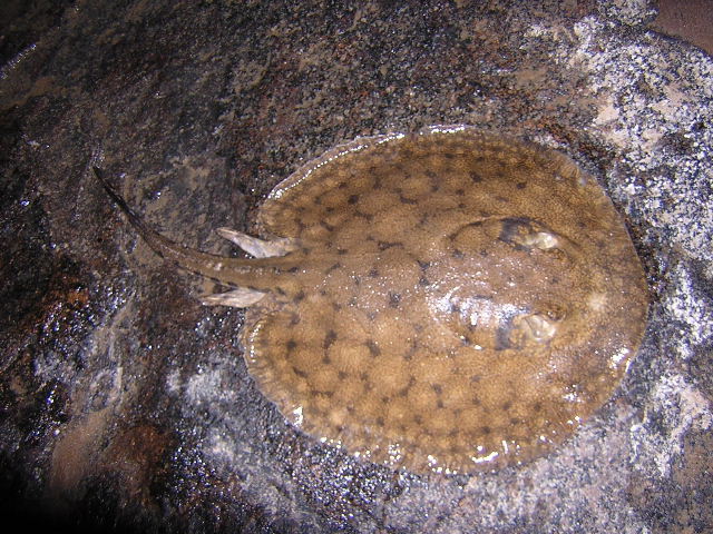 Potamotrygon orbignyi