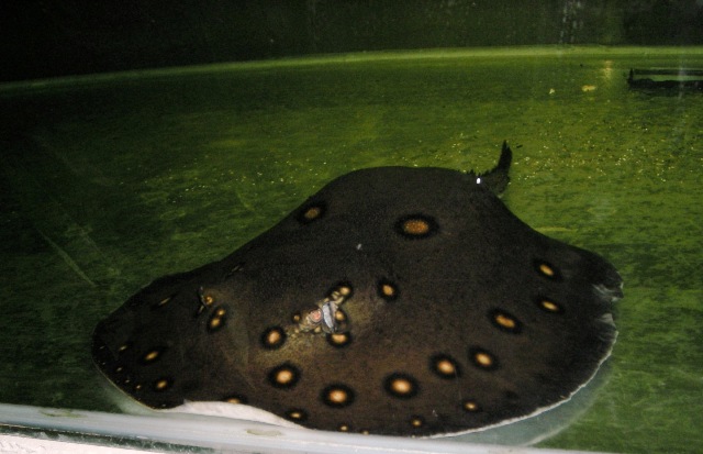 Potamotrygon motoro