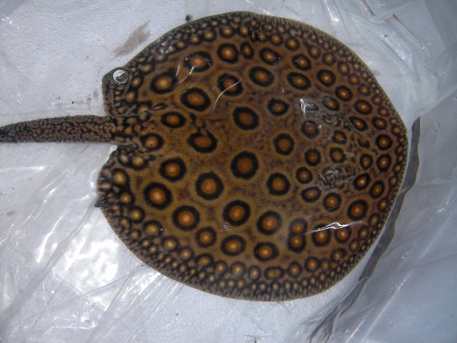 Potamotrygon motoro Marbled