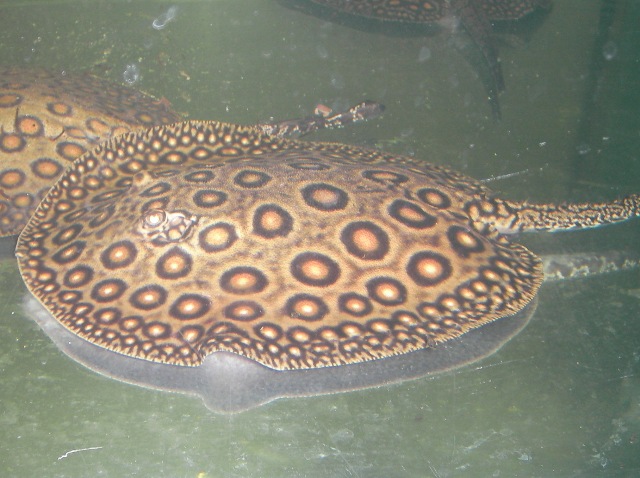 Potamotrygon motoro Pearl Marbled