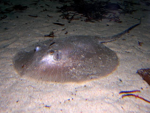 Potamotrygon reticulatus