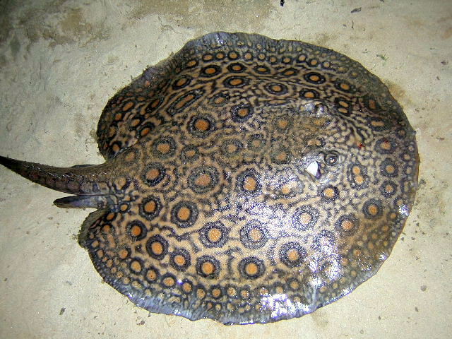 Potamotrygon motoro Marbled