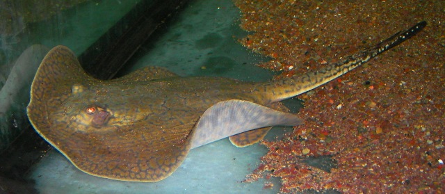 Potamotrygon cf. reticulatus Red-Caqueta