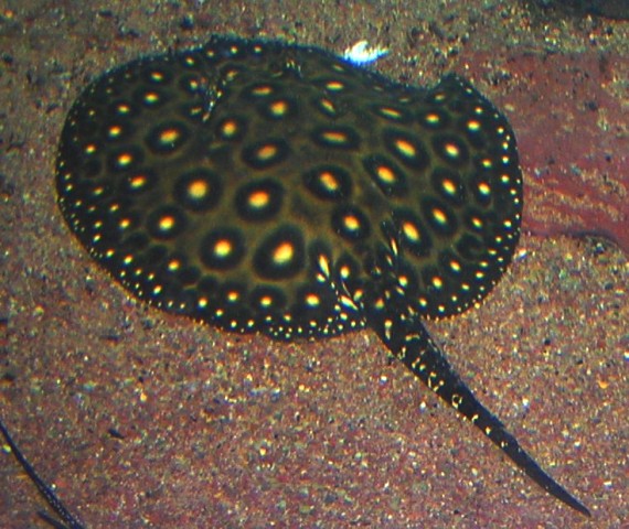 Potamotrygon leopoldi/Pearl-ray Hybride x Potamotrygon sp. Pearl-ray