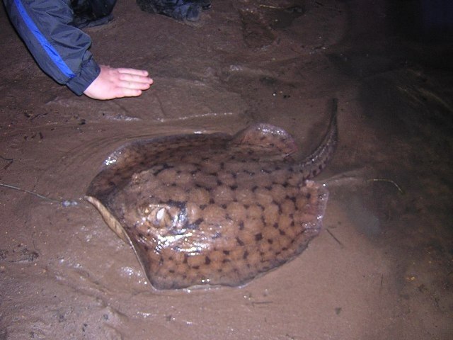 Potamotrygon orbignyi