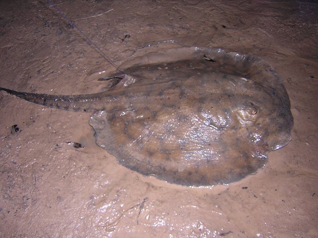 Potamotrygon orbignyi