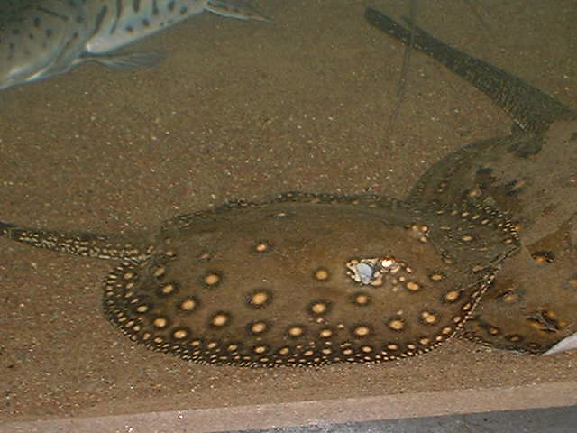 Potamotrygon motoro