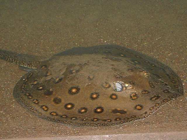 Potamotrygon motoro