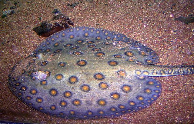 Potamotrygon motoro Blue