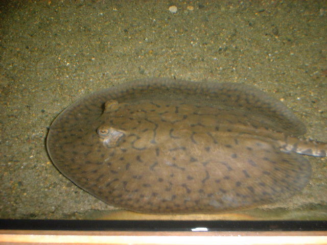 Potamotrygon humerosa