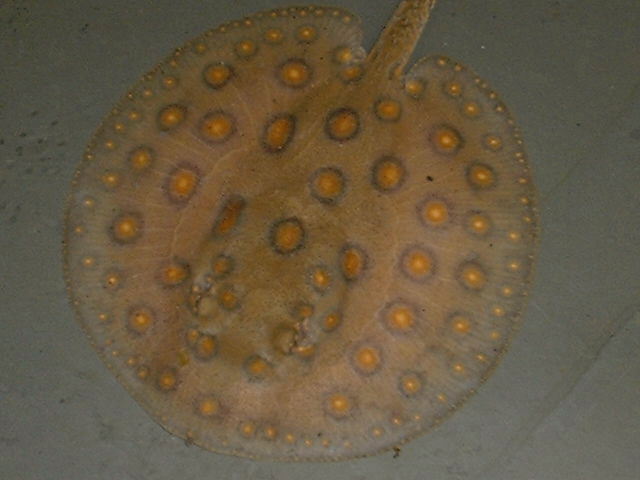 Potamotrygon motoro Orange spot