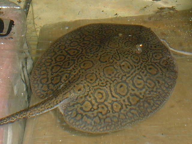 Potamotrygon sp. Mantilla