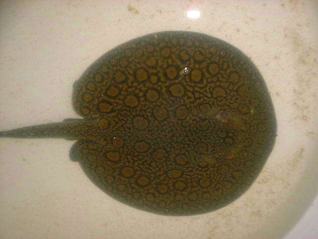 Potamotrygon sp. 