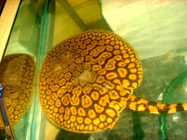 Potamotrygon cf. menchacai 