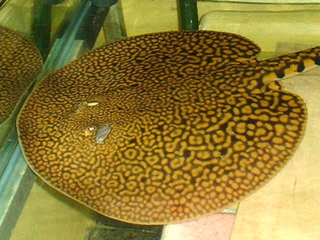 Potamotrygon menchacai