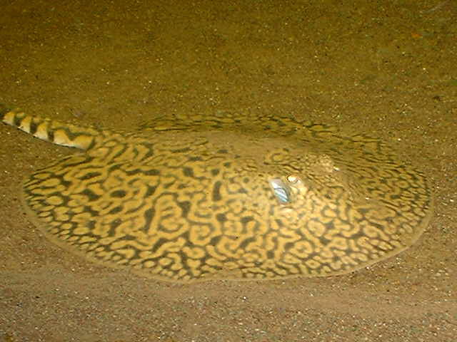 Potamotrygon menchacai