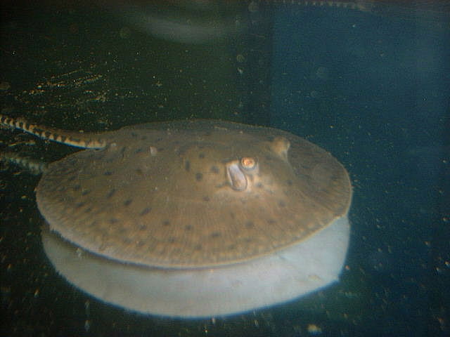 Potamotrygon spec.