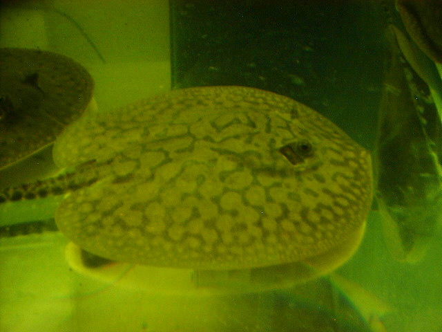 Potamotrygon spec. Mosaic