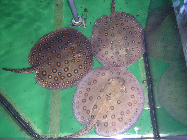 Potamotrygon motoro