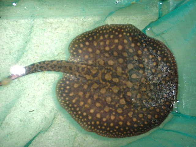 Potamotrygon spec.