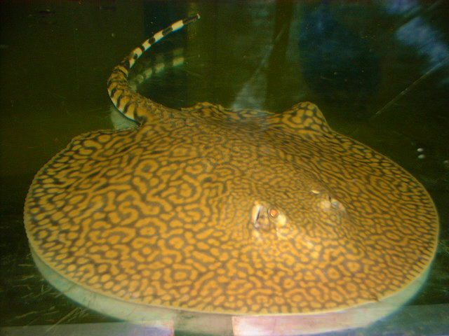 Potamotrygon menchacai