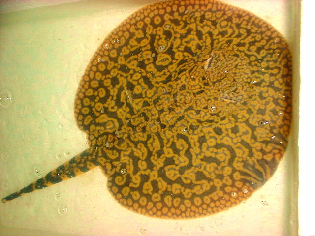 Potamotrygon cf. menchacai